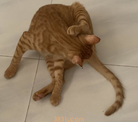 猫咪感冒怎么办吃什么药?(图1)