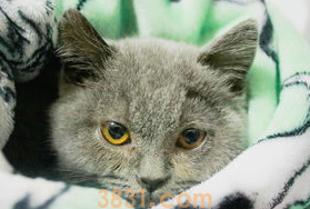 猫咪感冒怎么办吃什么药?(图2)