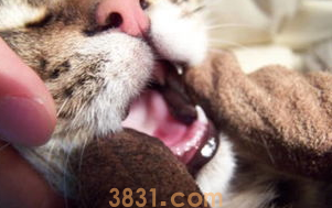 猫口腔溃疡流口水怎么办?(图1)