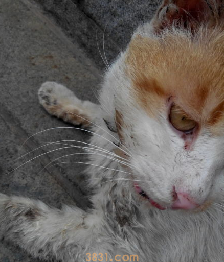 猫口腔溃疡流口水怎么办?(图2)