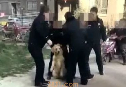 狗被抓了没有狗证怎么办?狗被警察抓走了还能要回来吗没有狗证?(图1)