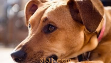 狗狗吃了巧克力怎么办?怎么催吐?(图1)