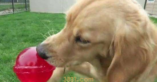 狗狗吃了巧克力怎么办?怎么催吐?(图2)