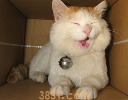 猫猫呕吐白色液体怎么办?(图1)