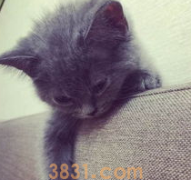 猫猫呕吐白色液体怎么办?(图2)