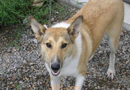 狗狗体温35.5度怎么办?来了解下吧(图1)