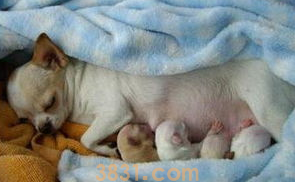 狗狗体温35.5度怎么办?来了解下吧(图2)