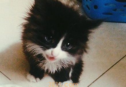 一个多月小猫拉稀怎么办?怎么治疗?(图1)