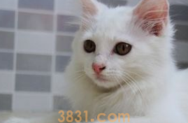 一个多月小猫拉稀怎么办?怎么治疗?(图2)