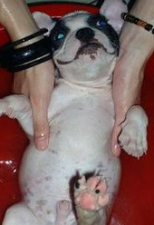 狗跳蚤跑到人身上怎么办?(图2)