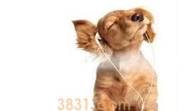 狗为什么怕鞭炮声?怎么办?(图1)