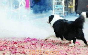 狗为什么怕鞭炮声?怎么办?(图2)