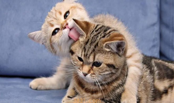 猫几天不吃东西怎么办?猫几天不吃东西是怎么回事?(图1)