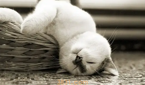 猫几天不吃东西怎么办?猫几天不吃东西是怎么回事?(图2)