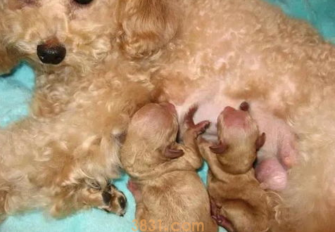 狗体温低不吃东西,怎么办?(图1)