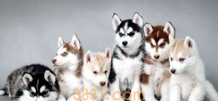 狗体温低不吃东西,怎么办?(图2)