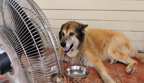 和狗狗连在一起了怎么办?(图1)