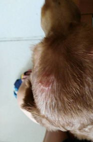 和狗狗连在一起了怎么办?(图2)