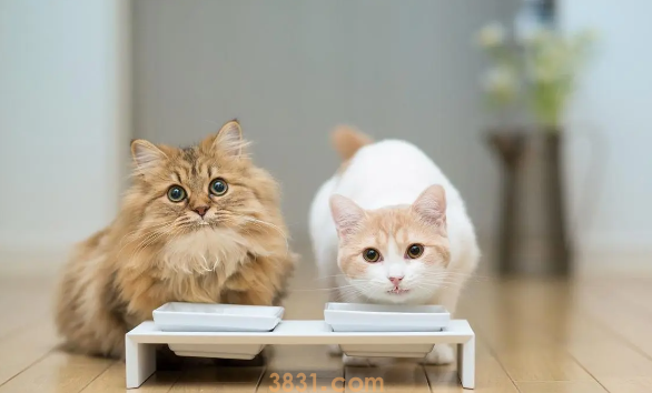 猫剪指甲出血了怎么办?猫咪剪到血线多久能恢复?(图1)