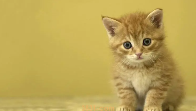 猫剪指甲出血了怎么办?猫咪剪到血线多久能恢复?(图2)