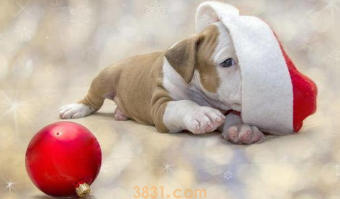 狗一直叫个不停怎么办?幼犬半夜叫个不停怎么办?(图1)