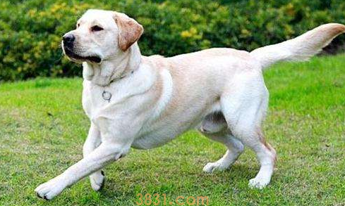 狗狗跳下来脚瘸怎么办?狗狗跳下来扭到腿了要怎么办?(图1)