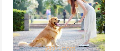 狗狗跳下来脚瘸怎么办?狗狗跳下来扭到腿了要怎么办?(图2)