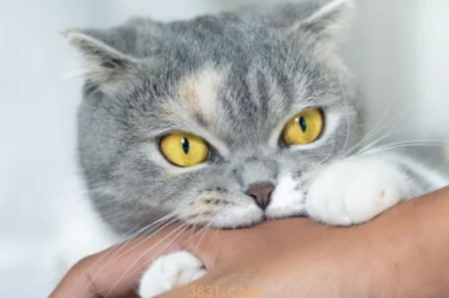 猫咪咬人屡教不改怎么办?(图1)