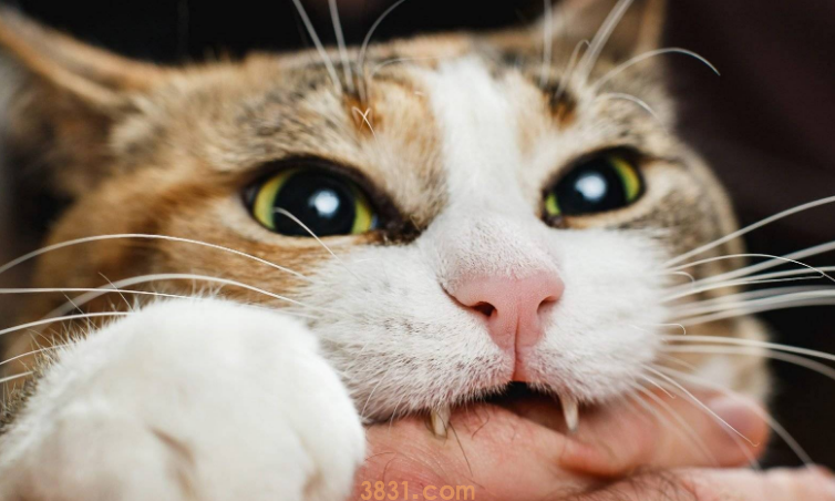 猫咪咬人屡教不改怎么办?(图2)