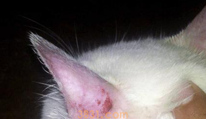 宠物猫得了猫癣怎么办?来看看吧(图1)