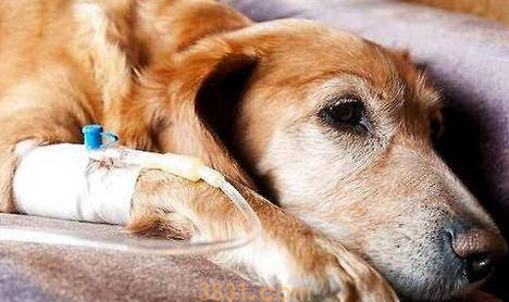 狗狗得了关节炎怎么办?狗得了关节炎还能活多久?(图1)