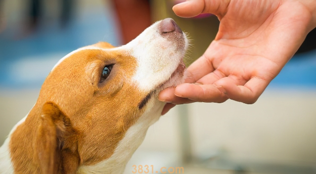 狗狗得了关节炎怎么办?狗得了关节炎还能活多久?(图2)