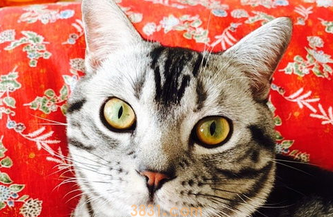 发情猫咪不吃饭怎么办?怎么解决?(图1)