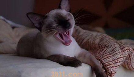 发情猫咪不吃饭怎么办?怎么解决?(图2)