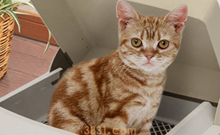 猫咪尿频反复发作怎么办?(图1)