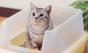 猫咪尿频反复发作怎么办?(图2)