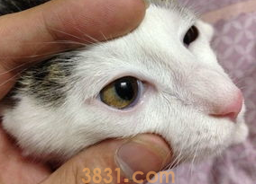 猫咪眼眶周围发红怎么办?(图2)