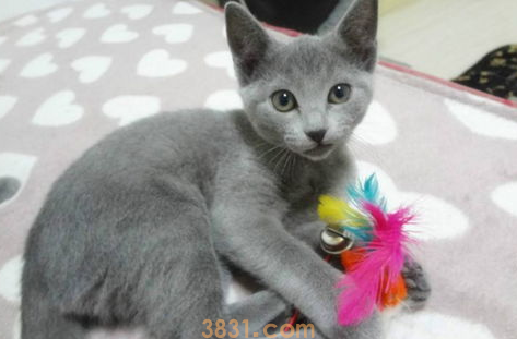 猫毛过敏还想养猫怎么办?(图1)