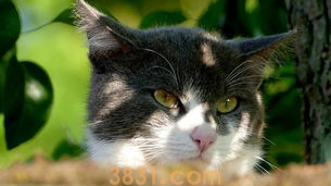 猫毛过敏还想养猫怎么办?(图2)