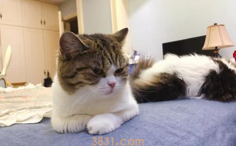 猫出现应激反应怎么办?猫惊吓过度的症状?(图1)