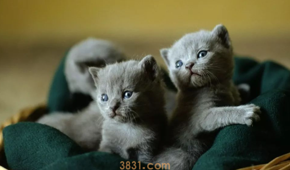 猫出现应激反应怎么办?猫惊吓过度的症状?(图2)