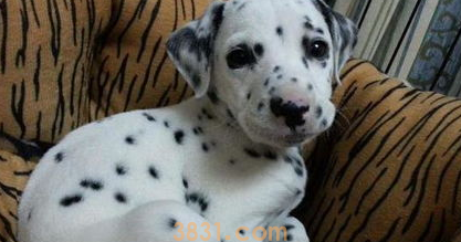 狗能不能吃梨?吐了怎么办?(图1)