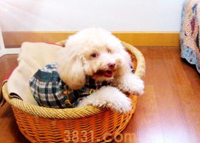 狗能不能吃梨?吐了怎么办?(图2)