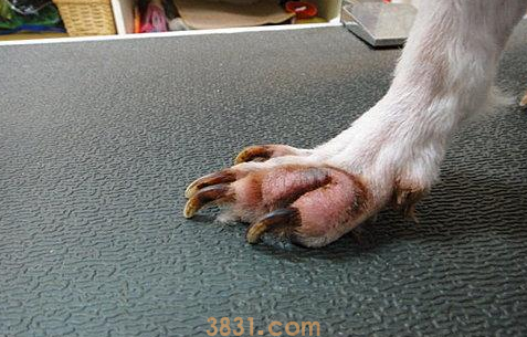 狗剪指甲剪出血了怎么办?(图1)