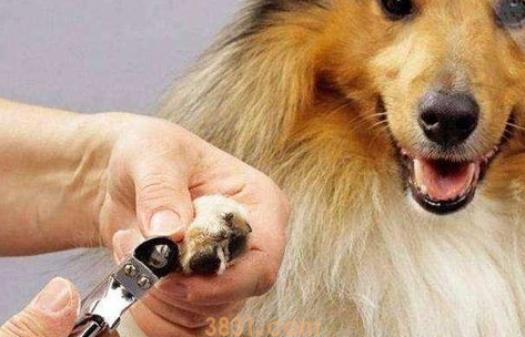狗剪指甲剪出血了怎么办?(图2)