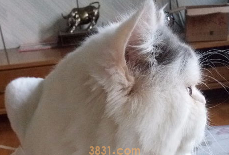 新来的猫不吃东西怎么办?铲屎官来了解下吧(图1)