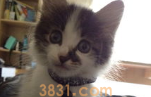 新来的猫不吃东西怎么办?铲屎官来了解下吧(图2)