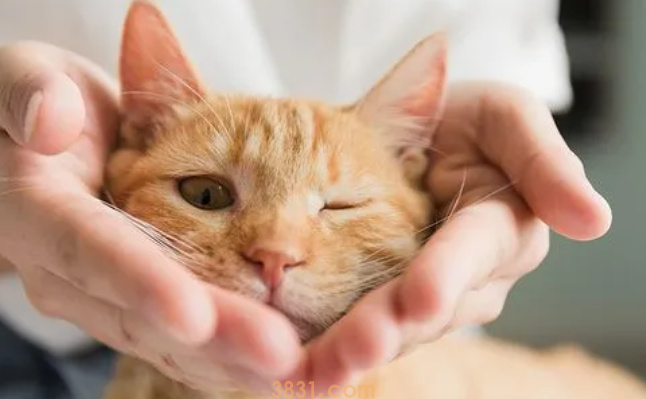 怀孕的猫不吃饭怎么办?猫怀孕后不爱吃饭?(图1)