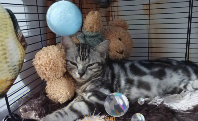 怀孕的猫不吃饭怎么办?猫怀孕后不爱吃饭?(图2)