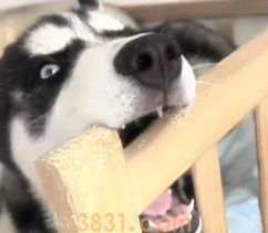 狗换牙期不吃东西怎么办?(图1)